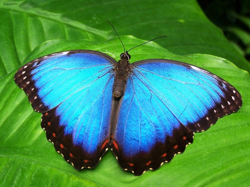 Butterfly Effect Image